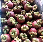 Mangosteen